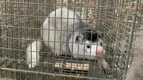 เดนมาร์กเตรียมฆ่าตัวมิงค์ทั้งประเทศ 17 ล้านตัว ยับยั้งโควิดกลายพันธ์ุ