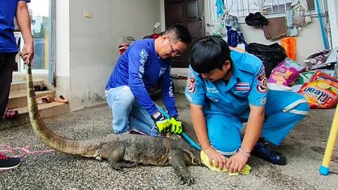 กู้ภัยตามจับตัวเงินตัวทองยาวถึง 2.3 ม. แอบใต้รถคอหวยไม่พลาดส่องทะเบียน