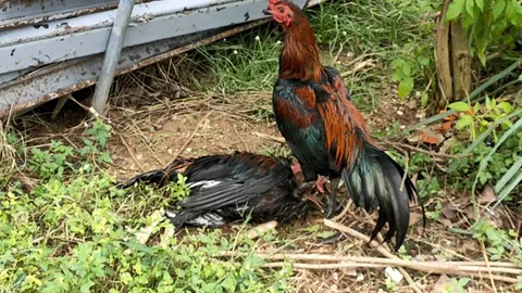 เศร้า ไก่ชนเฝ้าร่างเพื่อนซี้ที่จมน้ำตาย ไม่ยอมไปไหน พยายามจิกเขี่ยให้ตื่น (คลิป)