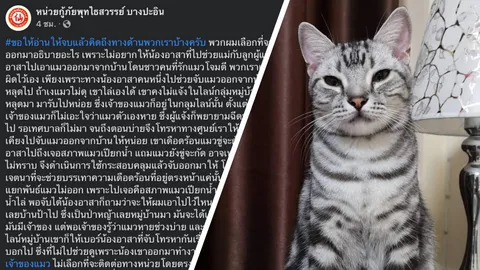 ดราม่าแมวเจ้าสัว กู้ภัยแจงอีกมุม ไม่ได้มีเจตนาจะฆ่าแมว