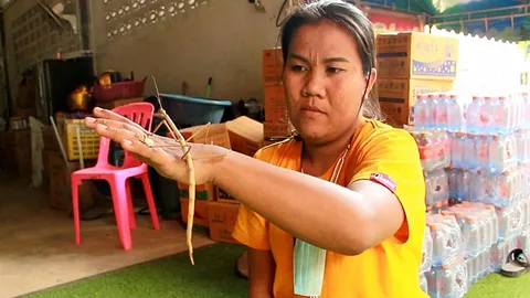 พบตั๊กแตนกิ่งไม้ยักษ์แมลงหายาก โผล่ทักทายที่ศาลพี่ไข่ วัดเขากรวดราชบุรี (คลิป)