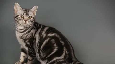 รู้ลึกพันธุ์แมว “เจ้าสัว” นักล่า น่ารัก ไม่ดุร้าย แนะวิธีหากเจ้าของไม่อยู่บ้าน