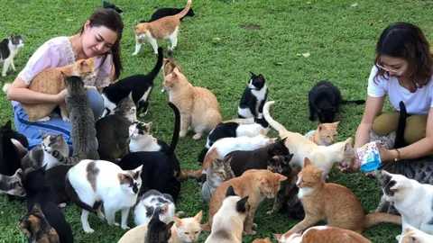 ทาสต้องไป "cat kingdom" สวนแมวจรเชียงใหม่ รวมแมวถูกทิ้งกว่า 800 ตัว (คลิป)