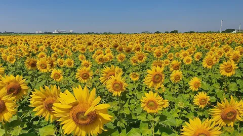 หน้าหนาวชวนเที่ยวลพบุรี ทุ่งทานตะวันบานสะพรั่ง สวยงามดูได้ยาวถึงปีใหม่