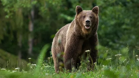 ป้องเมืองจากหมี