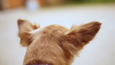 สลด "โกโก้" ชิวาว่า หายจากบ้าน เจออีกทีเหลือแต่ซาก ถูกถลกหนัง ตัดหัวและขา