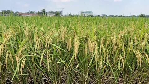 กข87..หอมมะลิตันครึ่ง