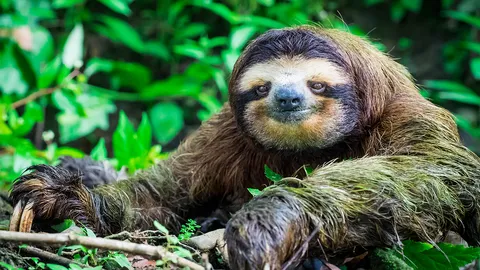 Sloth และ slot