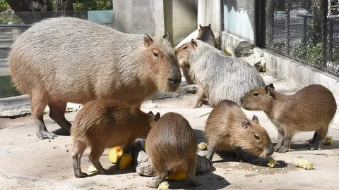 หยุดยาวเที่ยวสวนสัตว์เปิดเขาเขียว ต้อนรับสมาชิกใหม่ ลูกคาปิบารา 4 ตัว 