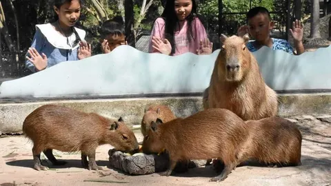 ชมหนูยักษ์ 