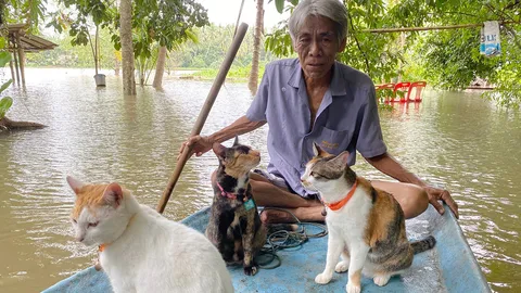เยี่ยมแมวประมง "ใบเฟิร์น ทองพับ ทองม้วน" ที่ดังในโซเชียล นั่งเรือไปหาปลา (คลิป)