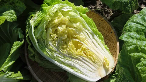 ผักกาดขาว ผักสุขภาพ 5 ประโยชน์เด่น หัวใช้ต้มแก้ไอ ป่วยไตกินได้ 