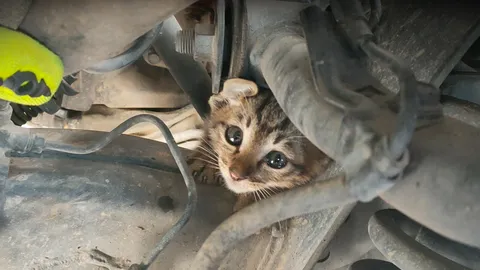 หนุ่มได้ยินแมวร้อง ขี่ จยย.ตามบอกให้รถกระบะจอด แจ้งกู้ภัยช่วยได้ปลอดภัย (คลิป)