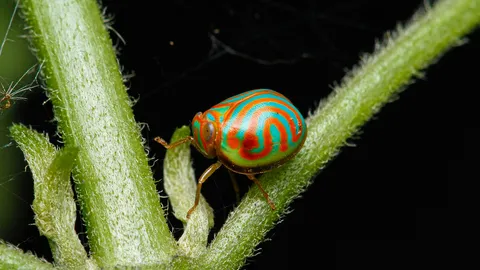 เพลี้ยกระโดดลายบ้านเชียง