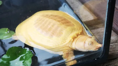 ตกปลาได้ตะพาบ สีทองอร่าม นักเสี่ยงโชคไม่พลาดขอเลขเด็ดไปเสี่ยงดวง (คลิป)