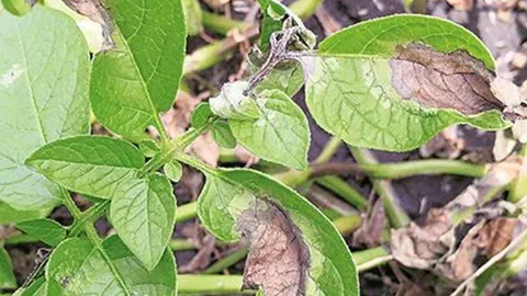 มันฝรั่งระวังโรคใบไหม้