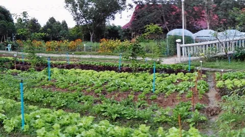 สวนเพชร เกาะอินทรีย์ วิถีไทย ตัวอย่าง "ออร์แกนิก" ขายได้สมราคา