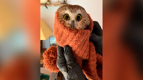 โผล่กลางกรุง