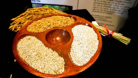 ขยายผลข้าวเหนียวหอมนาคา ปูพรมชาวนาผลิตเมล็ดพันธุ์เอง