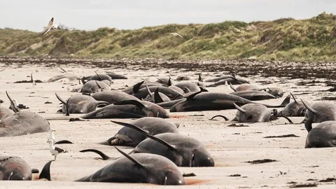 สุดสลด วาฬนำร่อง-โลมา เกยตื้นตายร่วม 100 ตัวที่หาดนิวซีแลนด์