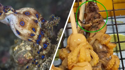 เตือนระวัง "หมึกบลูริง" พิษร้ายถึงตาย คนเจอเสียบไม้ขาย ร้านหมึกย่าง