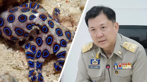 ปลัด ทส.แจ้งด่วน ห้ามกิน "หมึกบลูริง" พิษถึงตาย ด้าน"วราวุธ" ห่วง ปชช.