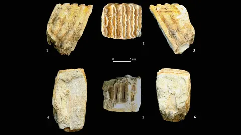 ตรวจสอบฟอสซิล จากแหล่งโบราณคดีไอบีเรีย