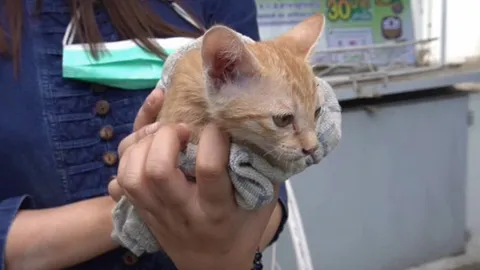 ตร.อุทัยธานีรับบทกู้ภัยจำเป็น ปีนหลังคา ธ.ก.ส. ช่วยลูกแมวส้มลงมาปลอดภัย