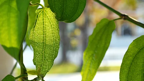 รางจืด สุดยอดสมุนไพร ราชายาแก้พิษ แพ้อาหารทะเลช่วยได้