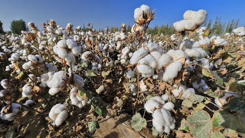 มะกันแบนฝ้ายจีนอ้างบังคับแรงงานอุยกูร์