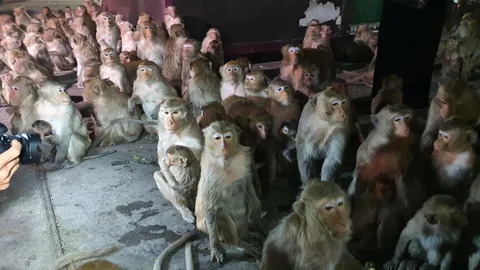 ลิงปรางค์สามยอด ตกใจเสียงพลุงานฤดูหนาวลพบุรี วิ่งหนีแตกตื่น-ผวาตัวสั่น