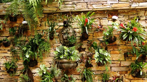 สวนแนวตั้ง...สร้างธรรมชาติสีเขียวให้พื้นที่จำกัด