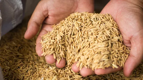 เคาะจ่ายประกันข้าวงวด 5 ให้เกษตรกรที่ขึ้นทะเบียน-ระบุวันที่เก็บเกี่ยวชัดเจน