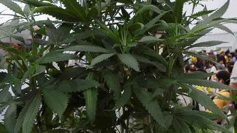 ขายทัวร์ไร่กัญชา 8 จังหวัด “พิพัฒน์ รัชกิจประการ” เน้นกลุ่มวัยรุ่น คนป่วยมะเร็ง