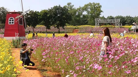 ชวนเที่ยวชม สวนกังหันทุ่งดอกไม้นานาพรรณที่ ม.ขอนแก่น 1 ปีมีครั้งเดียว