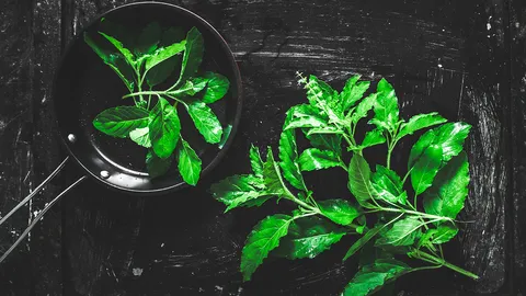 ยาฆ่าแมลงตกค้างในใบโหระพา