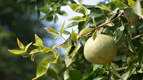 ปาฏิหาริย์แห่งมะตูม