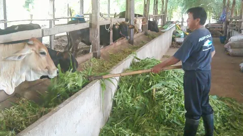 ข้าวโพดต้นสดพร้อมฝัก ฟาร์มโคนมต้องการสูง