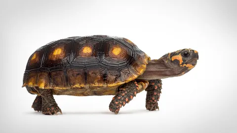 ทำนายฝันเห็นเต่า 1 ตัว 2 ตัว หรือหลายตัว มีความหมายอย่างไร