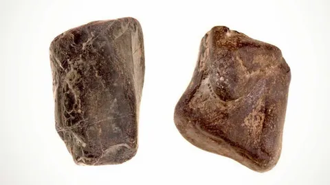 ซากฟอสซิลไดโนเสาร์ 2 ชนิดในไอร์แลนด์