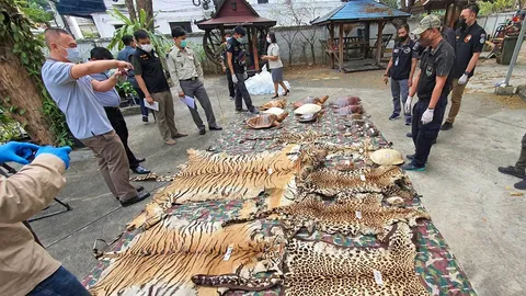 บุกจับซากสัตว์โรงแรมในกรุง สะสม "หนังเสือ" โชว์กระดองเต่า