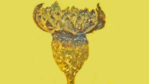 นักวิจัยพบดอกไม้สายพันธุ์ใหม่ในอำพันที่เมียนมา อายุกว่า 100 ล้านปี