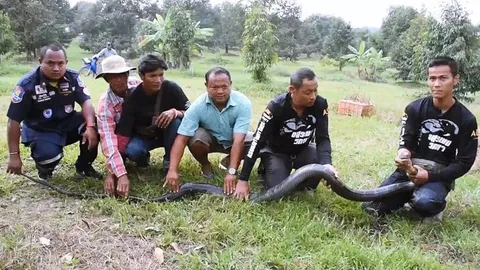 ไอ้ดำ โคตรจงอาง กับวิชาอสรพิษวิทยา จากหมองู คนดังแห่งจันทบุรี