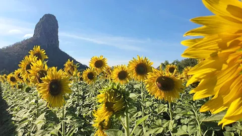 เที่ยวทุ่งทานตะวันไร้สารพิษ
