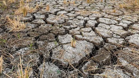 คุมยีนพืชสู้ดินเค็ม