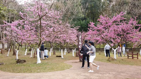 ซากุระดอยอ่างขางบานสะพรั่งรับปีใหม่ 64 นักท่องเที่ยวเฮ วิวสวยงามสมใจ