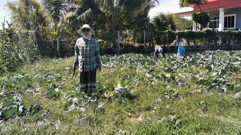 2 ผัวเมียยางชุมน้อย ขยันทำเกษตรหมุนเวียน รายได้ปีละแสนมีพอใช้หนี้ธ.ก.ส.