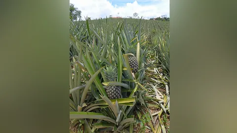 คาดการณ์สับปะรดโรงงาน