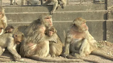 ลิงลพบุรีนับพัน โอบกอดกันเพื่อคลายหนาว