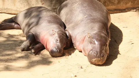 อากาศเย็นฮิปโปฯ นอนอาบแดด อุรังอุตังสวนสัตว์เขาเขียว ห่มกระสอบคลายหนาว (คลิป)